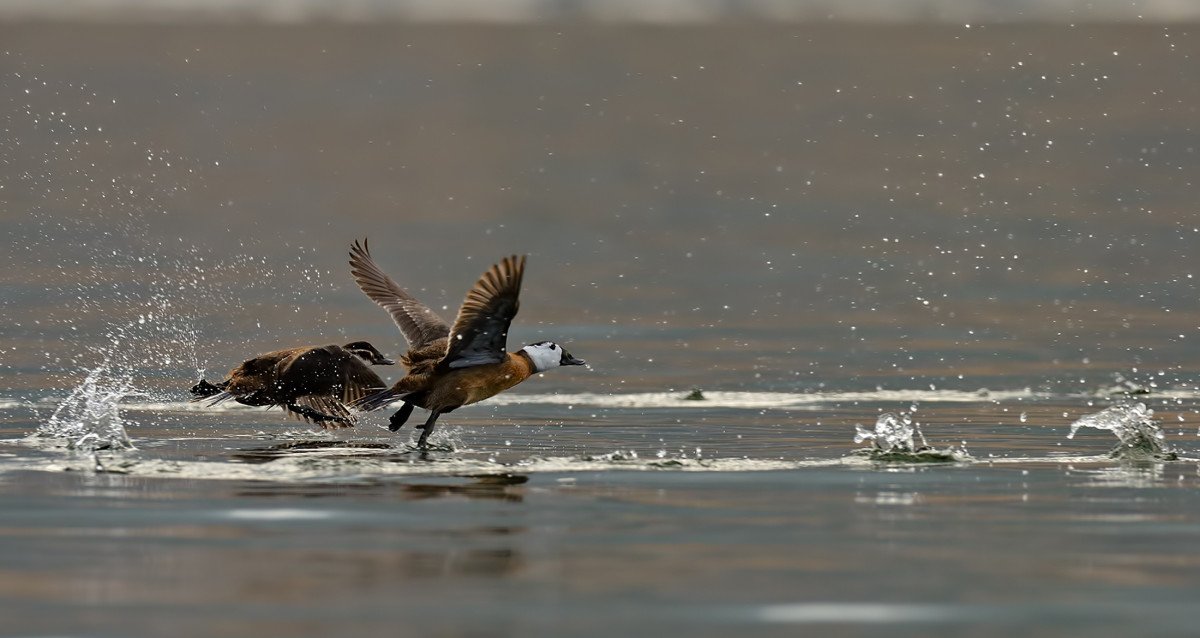 Dikkuyruk ördeği, Burdur Gölü nü artık terk etti #3