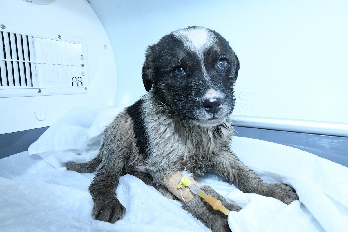 Konya’da mahsur kalan köpek, robotik kanal görüntüleme sistemiyle kurtarıldı #3