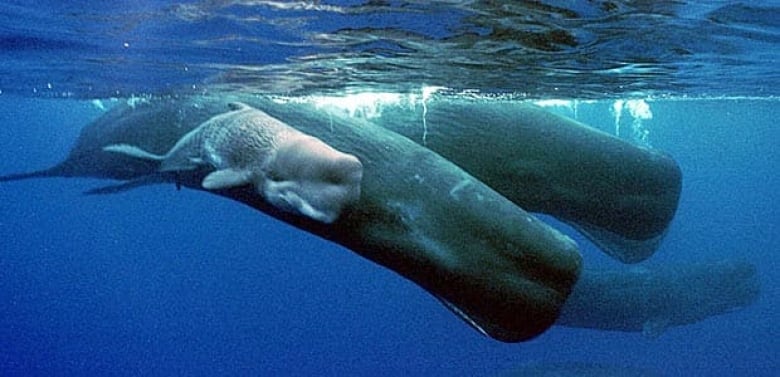 Nadir beyaz ispermeçet balinası - Moby Dick gibi - videoya alındı