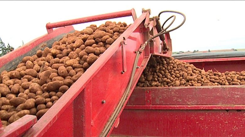 'Şok': Patates kurulu, CFIA'nın P.E.I. ABD'ye patates ihracatı fazla ileri gidiyor