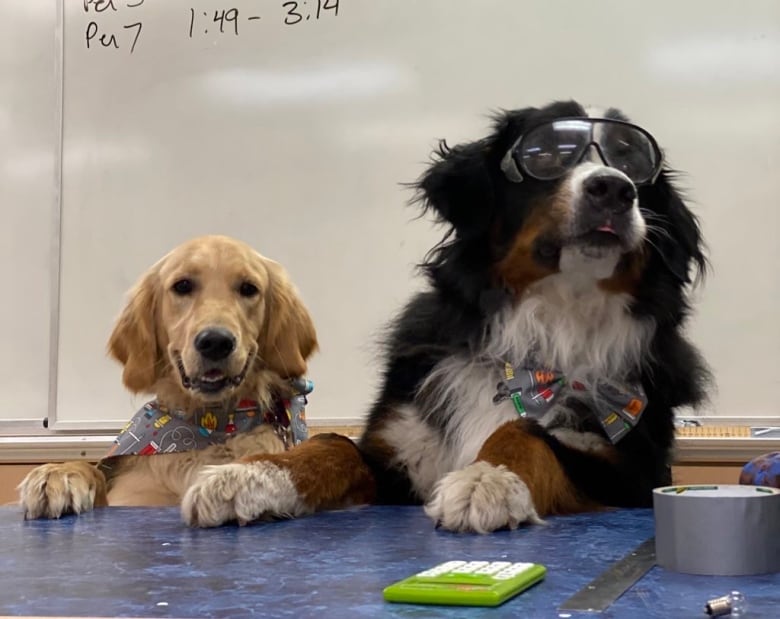 Köpekler kendi 'pawdcast'leriyle bilim gerçeklerini ortaya çıkarır