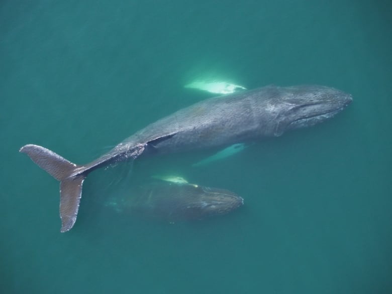 anekdot balina araştırmacısının çarpıcı drone fotoğrafları kafaları çeviriyor