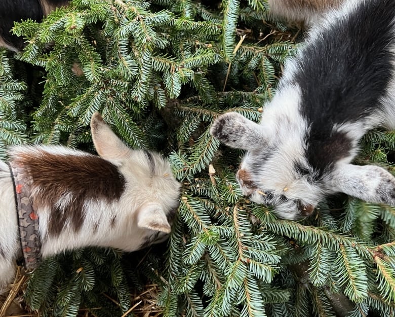 Noel ağacınız aç keçileri 'biraz mutlu dans ettirebilir'