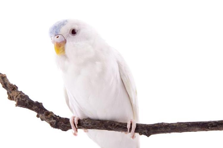 Albino Muhabbet Kuşları ve Özellikleri