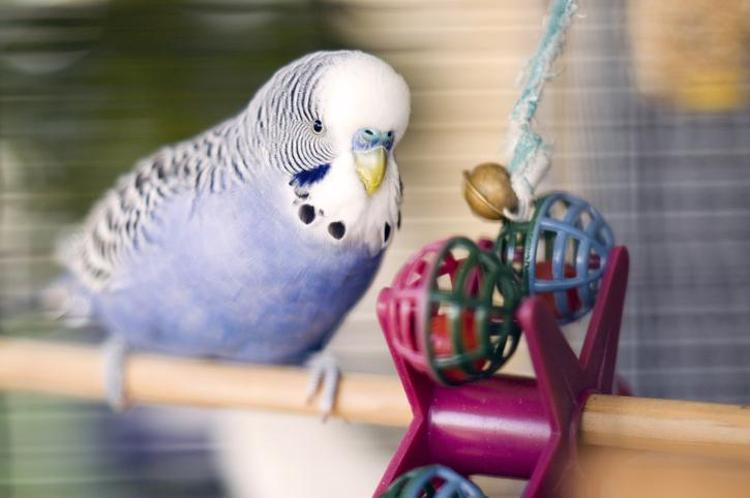 Mavi Muhabbet Kuşları ve Özellikleri