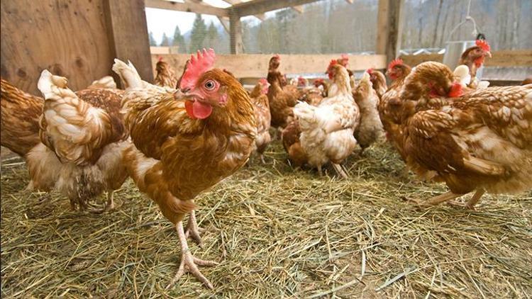‘Hormonlu gıda ’ denildiğinde akıllara gelen besinlerden biri de tavuk. Öyle ki “Artık eve tavuk almıyorum” diyen hatırı sayılır derecede fazla kişi var. Tavuklara antibiyotik veriliyor mu