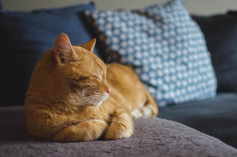 Kedi İsimleri ve Anlamları 2022: En Güzel Türkçe, Yabancı, Yaratıcı, Mitolojik Erkek ve Dişi Kedi İsimleri