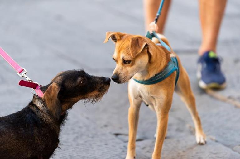 Köpek İsimleri 2022: En Güzel, Yaratıcı, Popüler, Yabancı Dişi ve Erkek Köpek İsimleri
