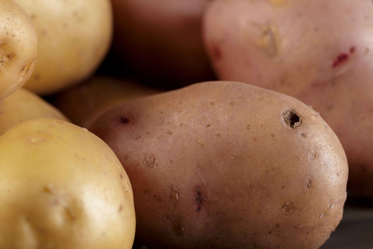 Patatesin yeşil kısmını yemenin zararları