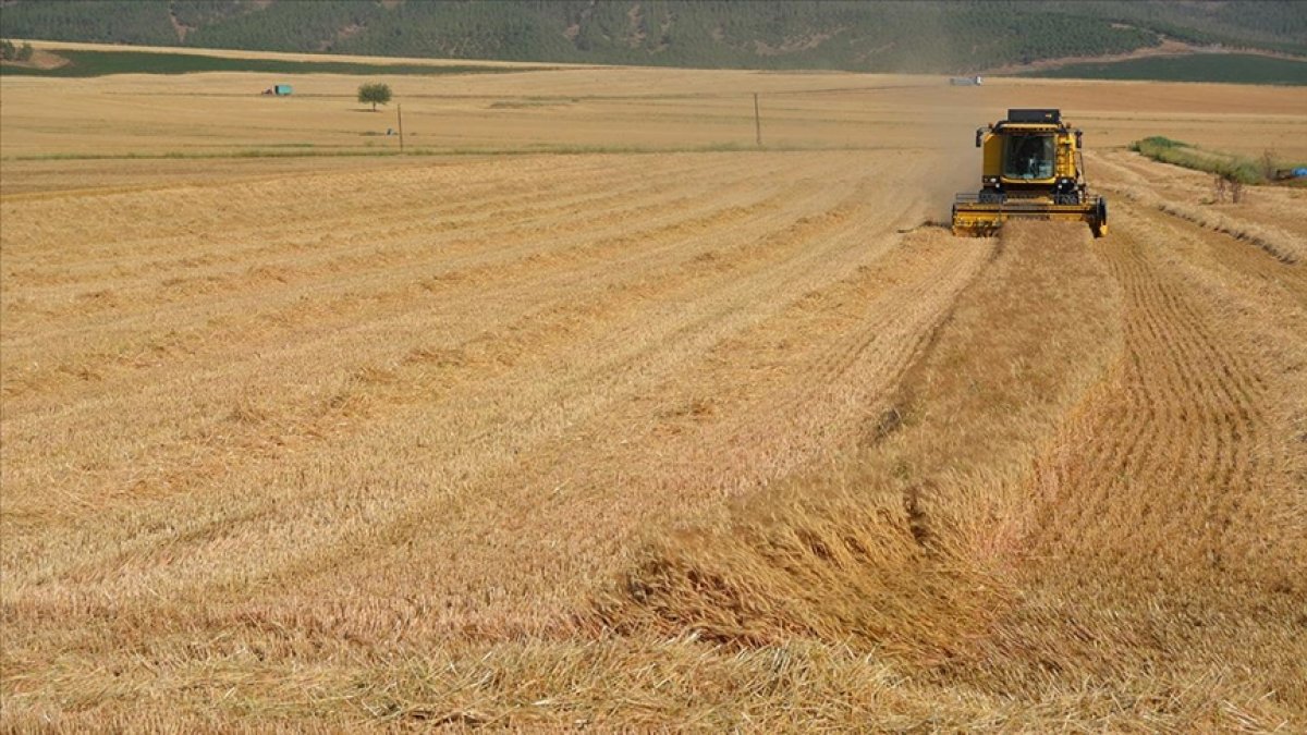 Gaziantep te buğday ve arpa hasadı devam ediyor #1