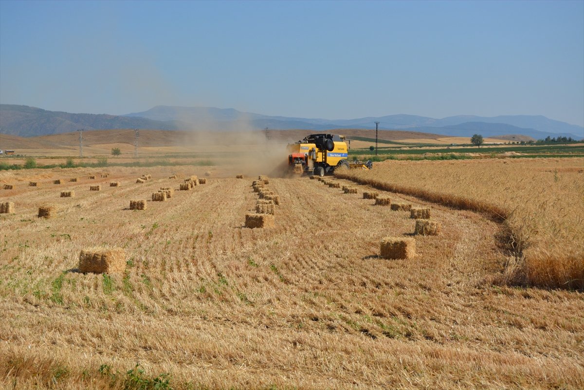 Gaziantep te buğday ve arpa hasadı devam ediyor #3