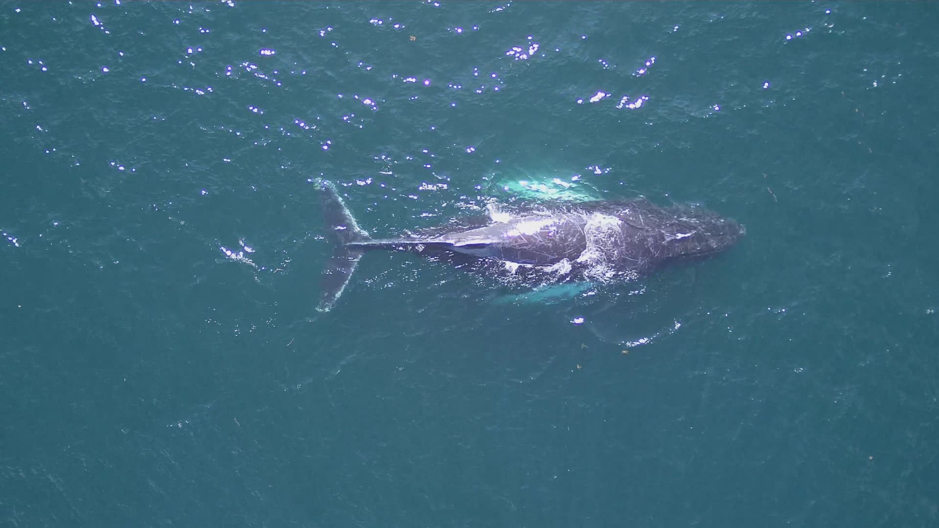 anekdot balina araştırmacısının çarpıcı drone fotoğrafları kafaları çeviriyor